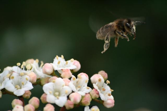 Abeille ~ 27 mars 2006