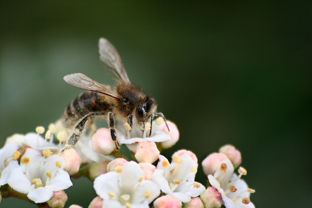 Abeille ~ 27 mars 2006