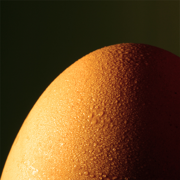 Oeuf ~ 25 octobre 2006