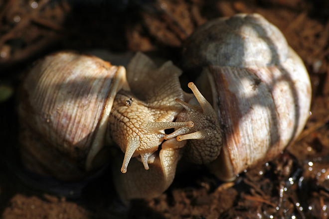 Escargots ~ 23 avril 2007 ~ Haute-Loire