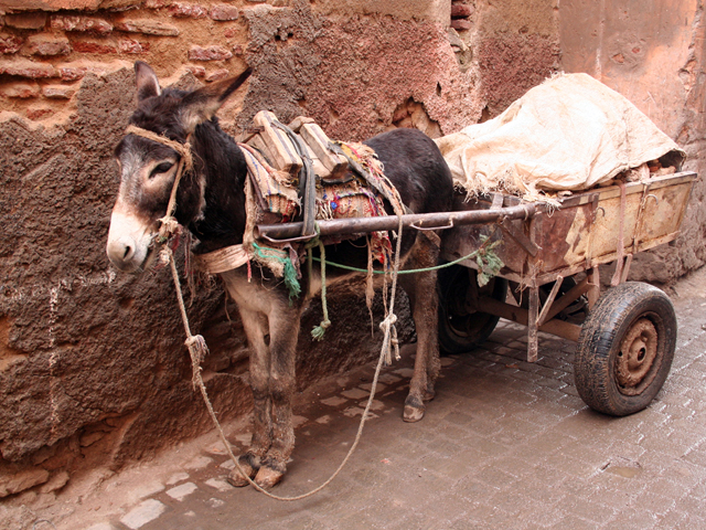 Marrakech ~ Maroc ~ 09 février 2006