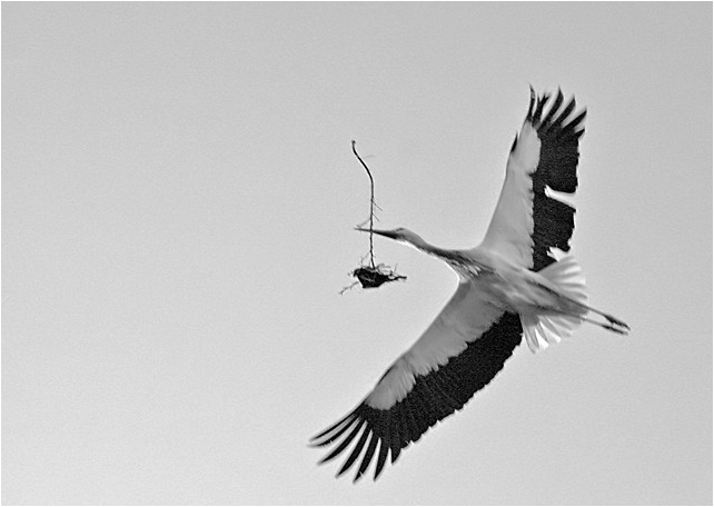 Cigogne ~ Marrakech ~ Maroc ~ 12 février 2006