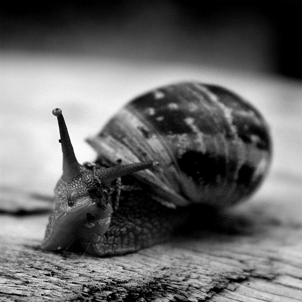 Escargot ~ 14 septembre 2006 ~ Saint Rémy de Provence