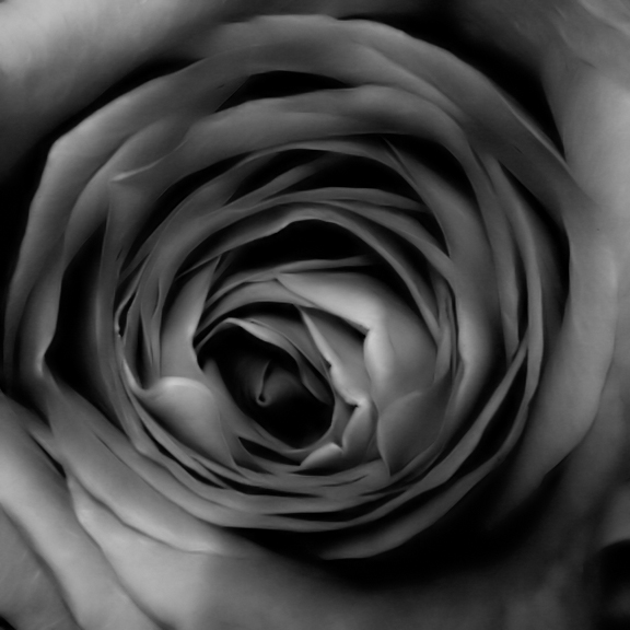 Coeur de rose ~ 28 juin 2006