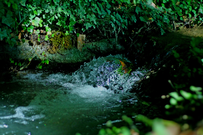 Pause rapide (1/3200 seconde) ~ 08 aout 2006 ~ Saint Remy de Provence