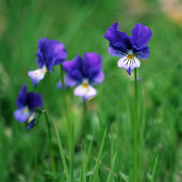 Pensées sauvages ~ 25 avril 2007 ~ Haute-Loire
