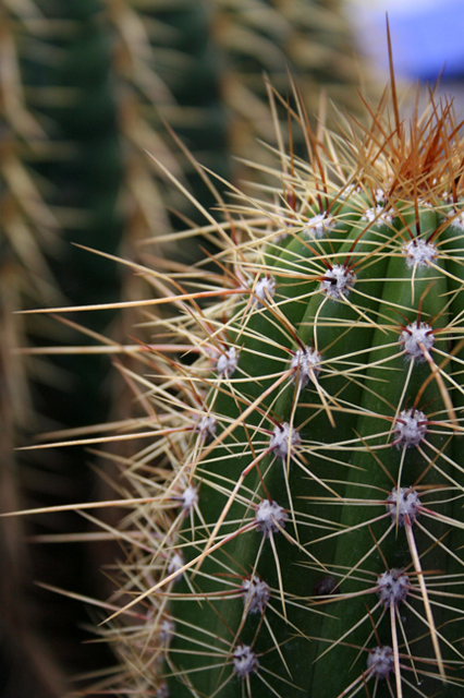 Cactus ~ Jardin Majorelle ~ Marrakech ~ Maroc ~ 14 février 2006