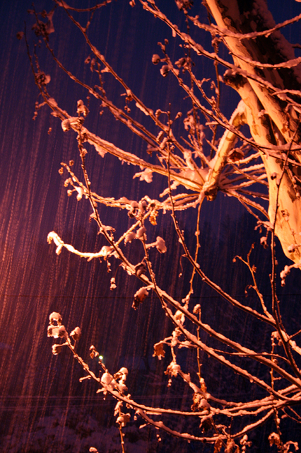 Jour de neige ~ 27 janvier 2006