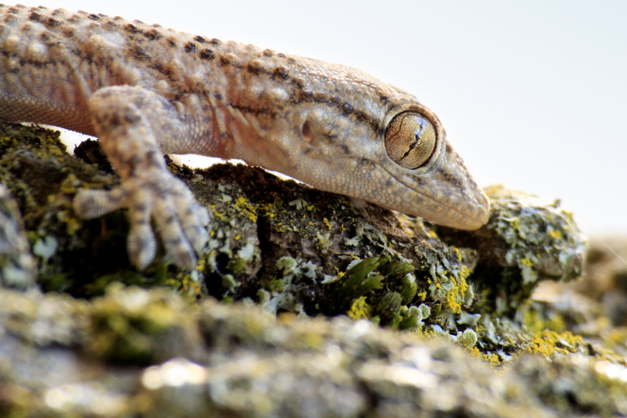 Tarente de Maurétanie (Tarentola mauritanica) - Saint Rémy de Provence 