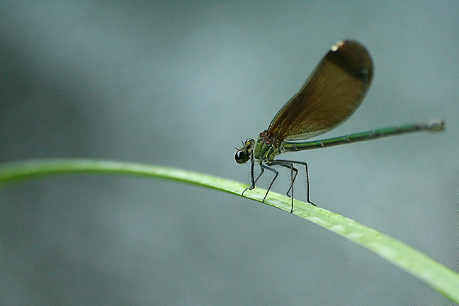 Demoiselle