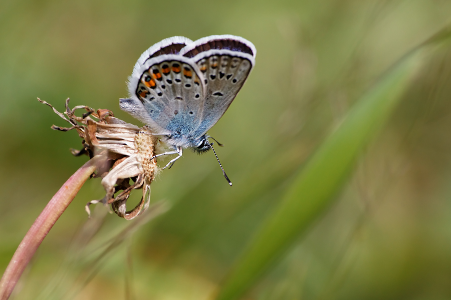 Papillon - Savoie