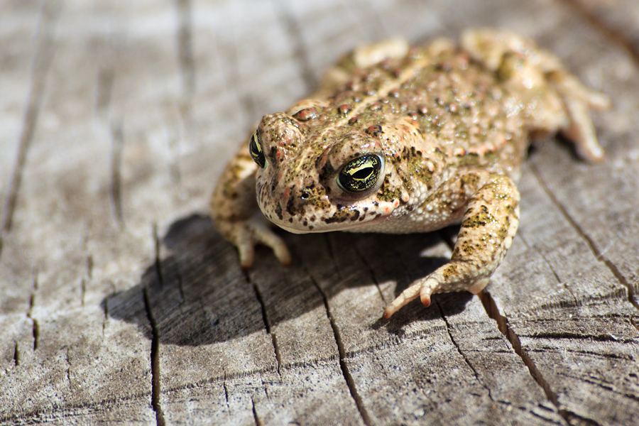 Crapaud - Saint Rémy de Provence