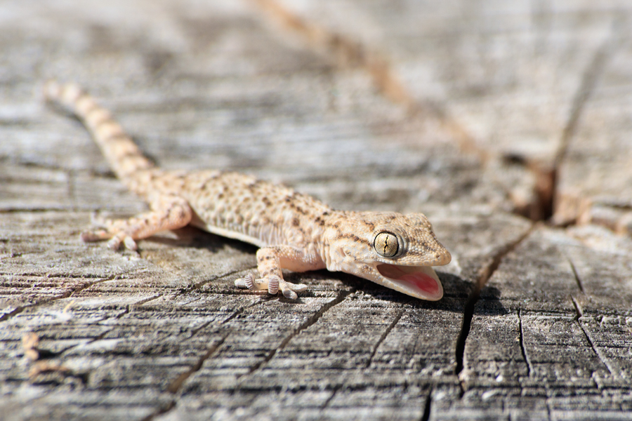 Tarente de Maurétanie (Tarentola mauritanica) - Saint Rémy de Provence  