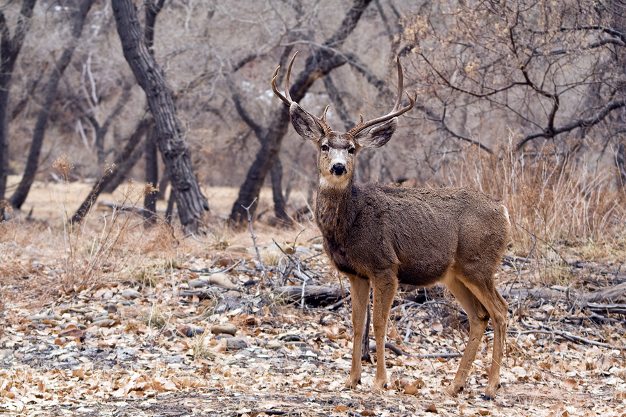 Cerf hémione - Parc national de Zion - Utah - USA