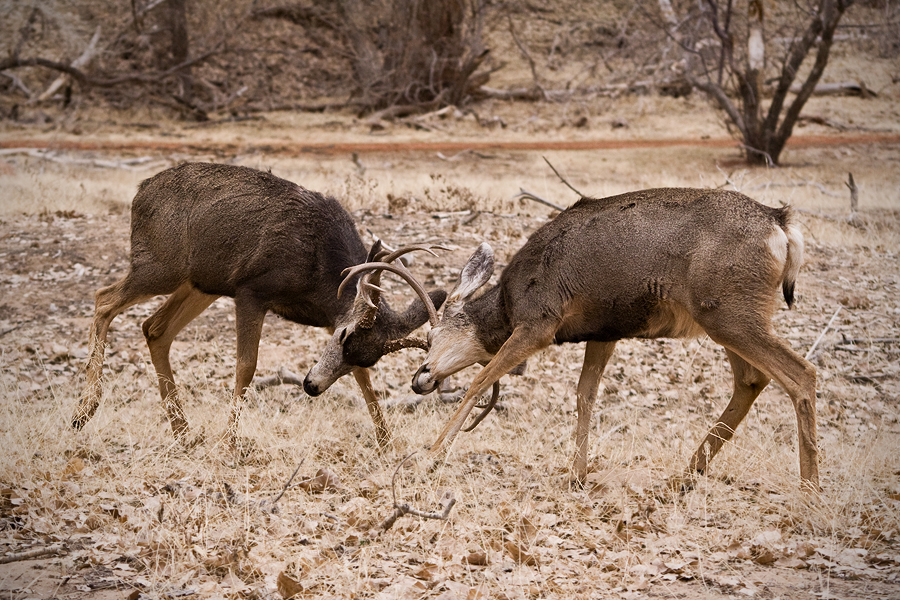 Jeunes cerfs hémiones - Parc national de Zion - Utah - USA