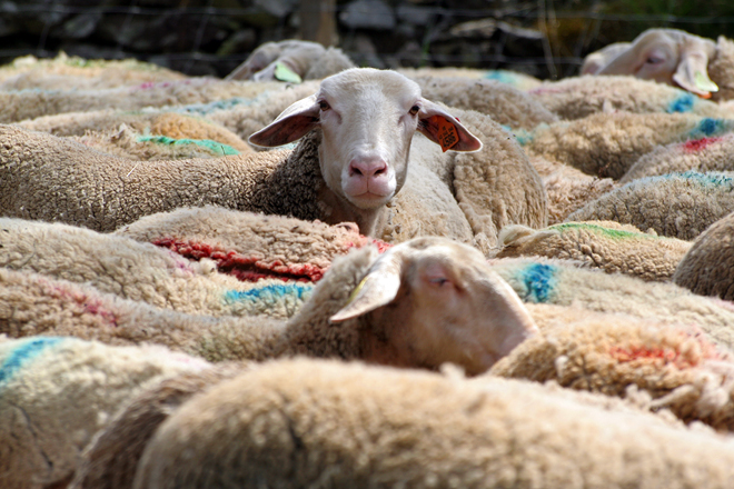 Behhh quoi ? - Haute-Loire